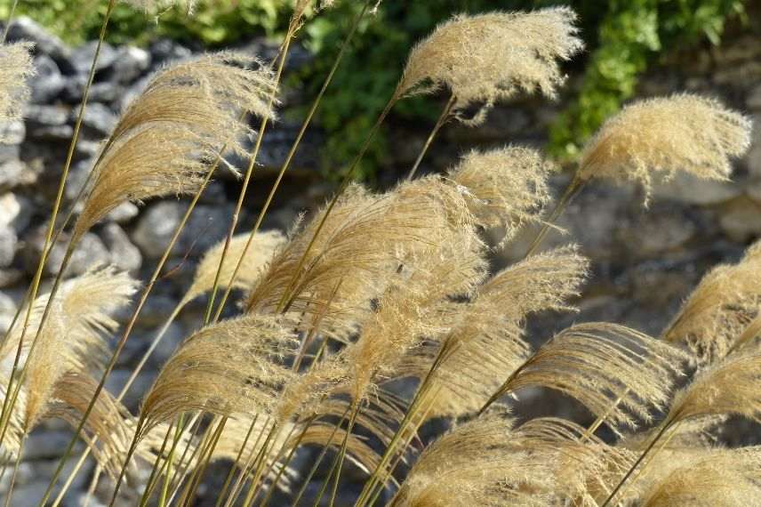 Miscanthus du Népal inflorescence, graminée épis retombants