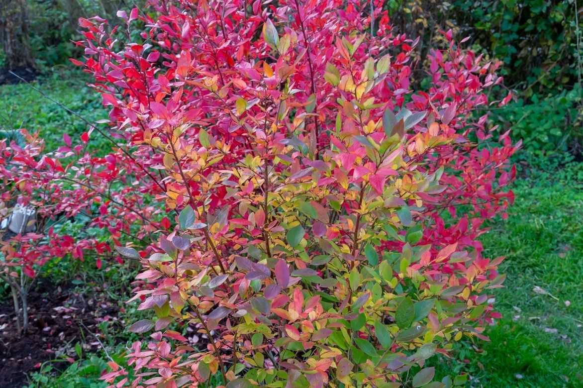 le feuillage des myrtilliers prend de belles couleurs automnales