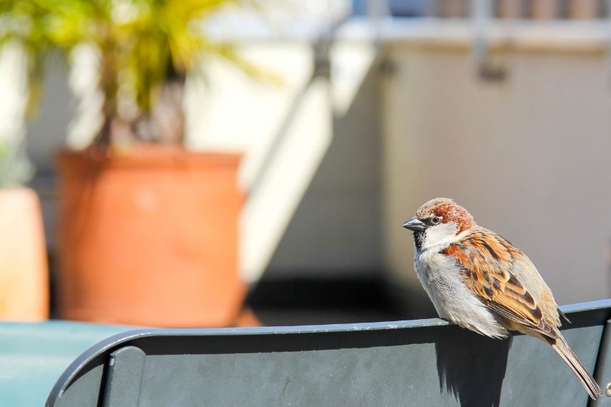 oiseau sur balcon