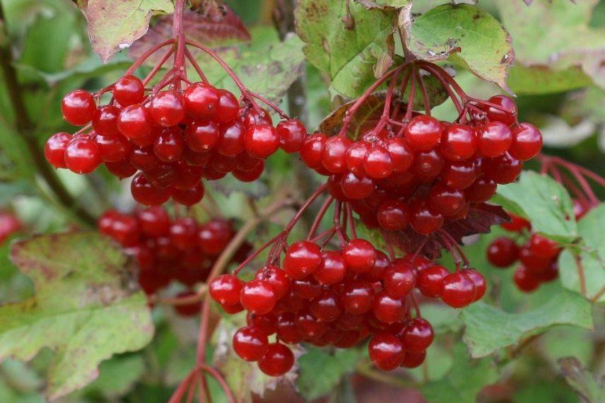 oiseaux nourriture baies, oiseaux nourriture fruits