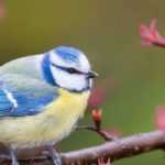 Comment attirer les oiseaux sur son balcon ?