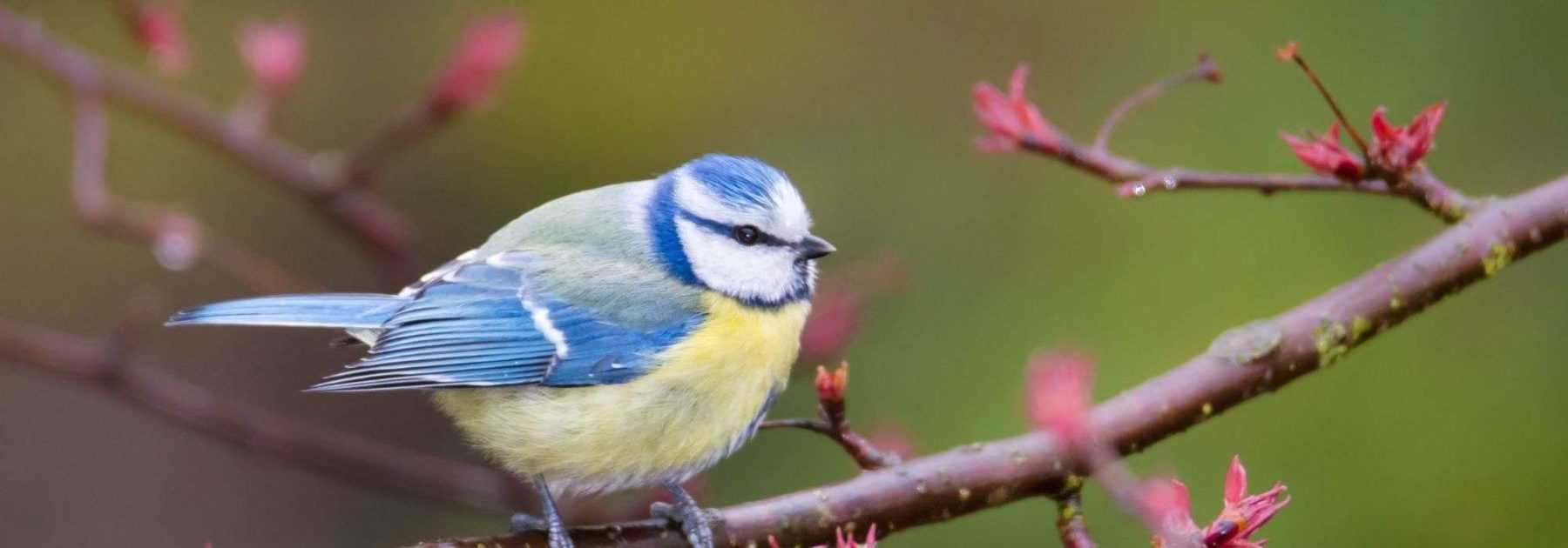 Petit tournesol noir pour oiseaux de la nature