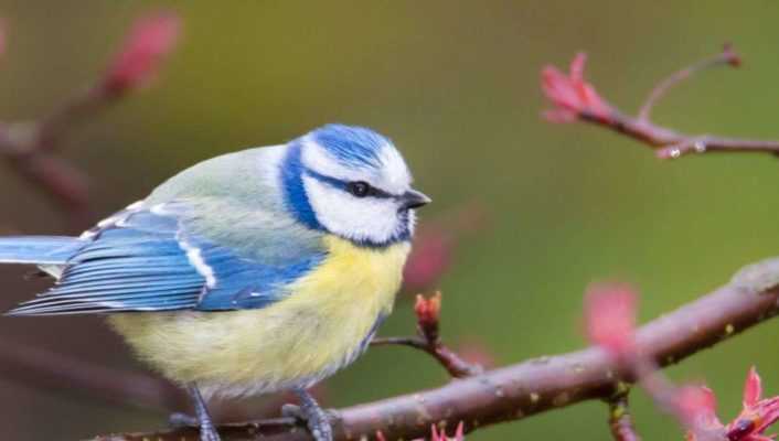 Comment attirer les oiseaux sur son balcon ? - Promesse de Fleurs