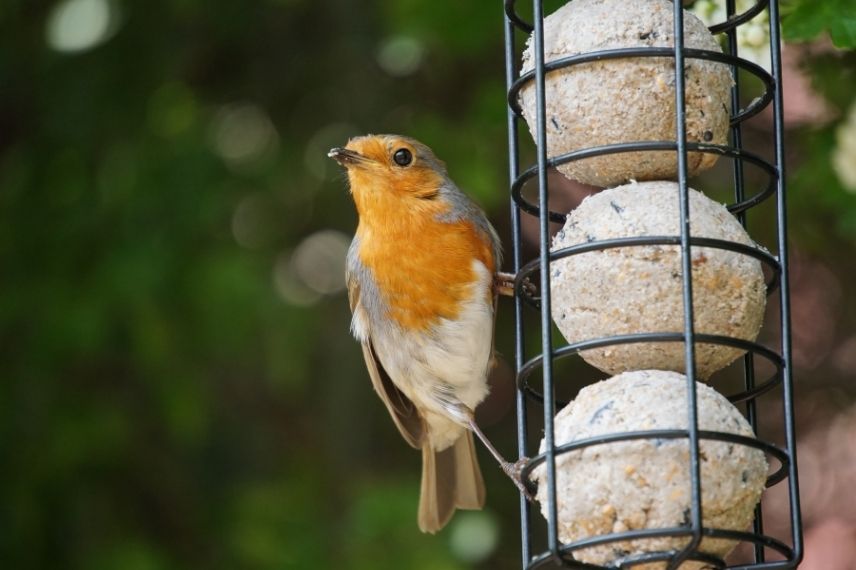 6 Boules de graisse en filet pour oiseaux du jardin - Pour chaque saison -  Boules de