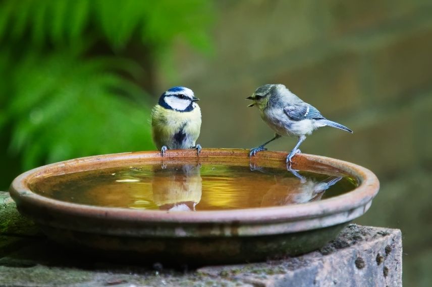 abreuvoir oiseau