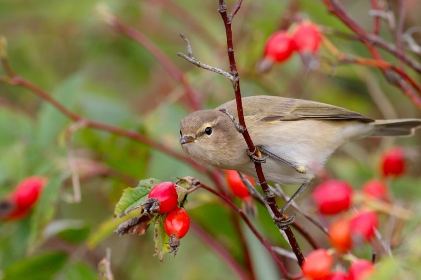 arbuste en pot pour refuge oiseaux, oiseaux cynorhodons églantines