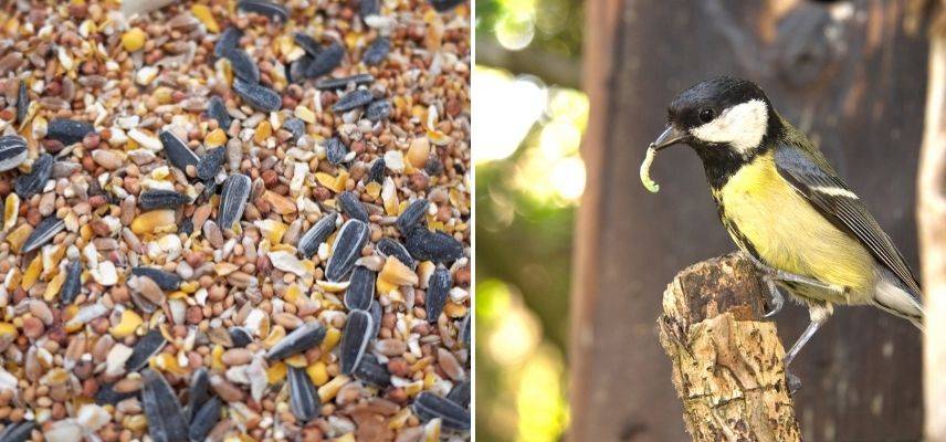 oiseaux alimentation, graines pour oiseaux, insectes pour oiseaux