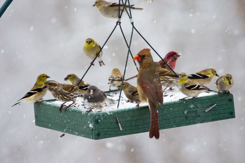 nourrir les oiseaux en période hivernale