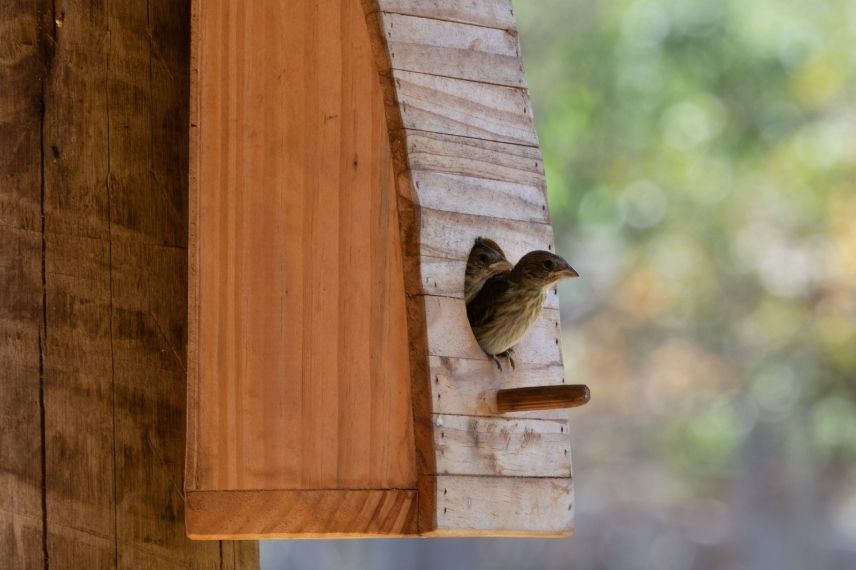 Comment attirer les oiseaux sur son balcon ? - Promesse de Fleurs