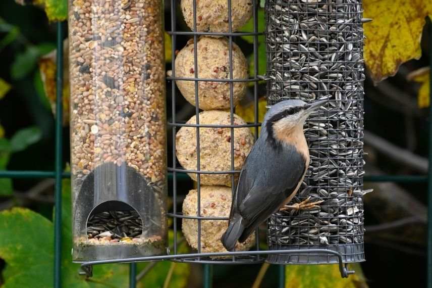 Pourquoi mettre des boules de graisse à disposition des oiseaux