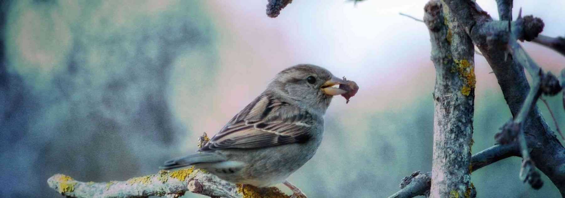 Mélange de graines Bio pour oiseaux du jardin 