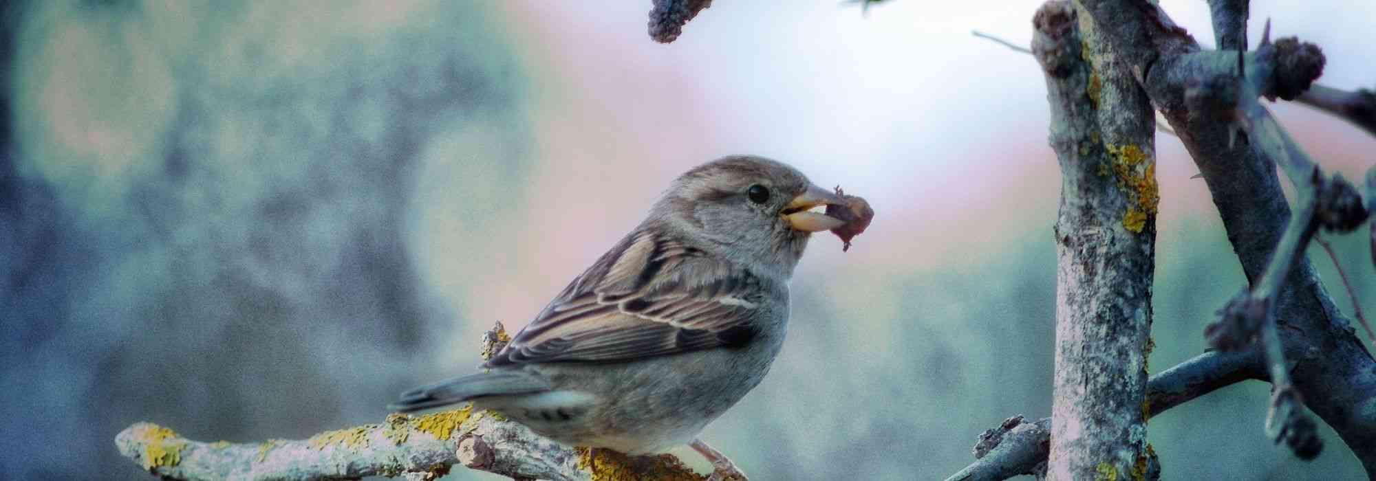 Que mangent les oiseaux de nos jardins ?