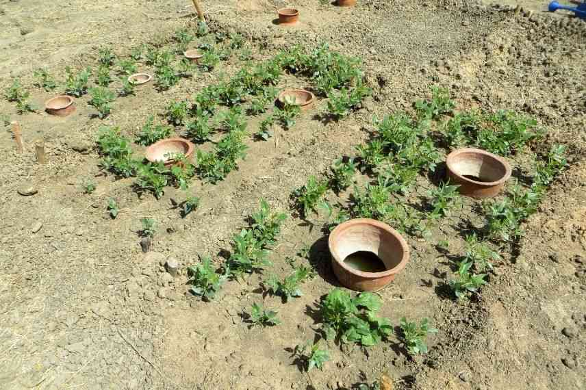 irrigation culture avec olla, irrigation plantation avec oya