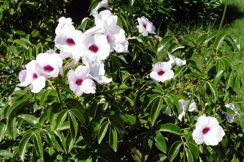 bignone faux jasmin bord de mer