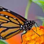 Comment attirer les papillons sur son balcon ?