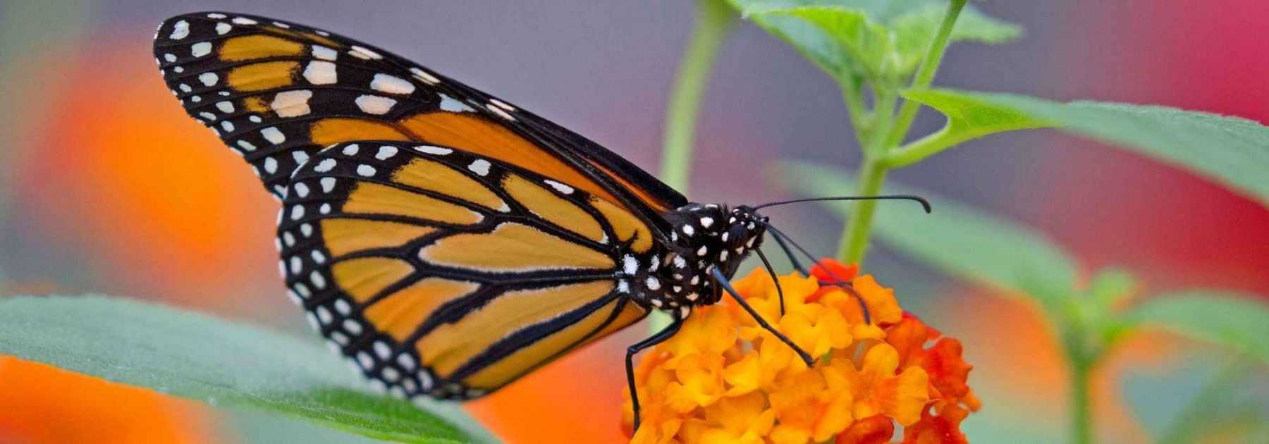 Comment attirer les papillons sur son balcon ?