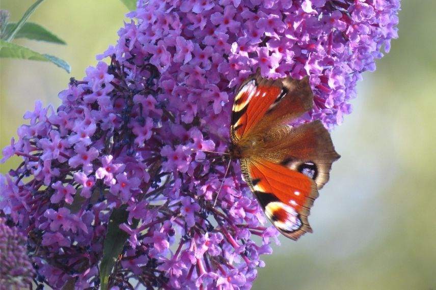 papillon sur plante mellifère, nectar papillon, arbre à papillons