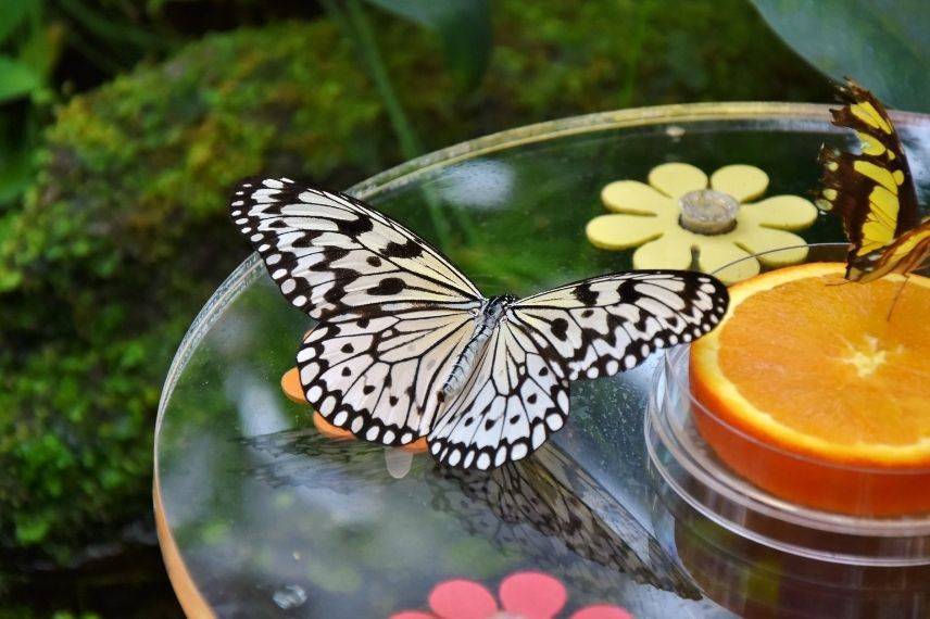 bien-être des papillons, nourriture papillon