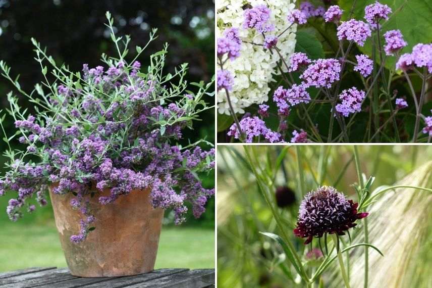 plantes en pot pour attirer papillons sur balcon