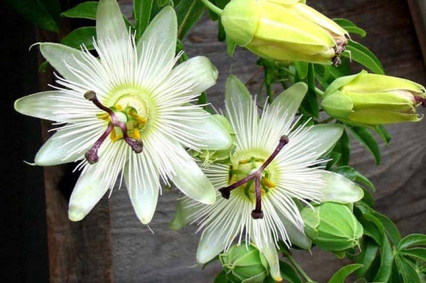 Passiflore caerulea ‘Constance Elliott’