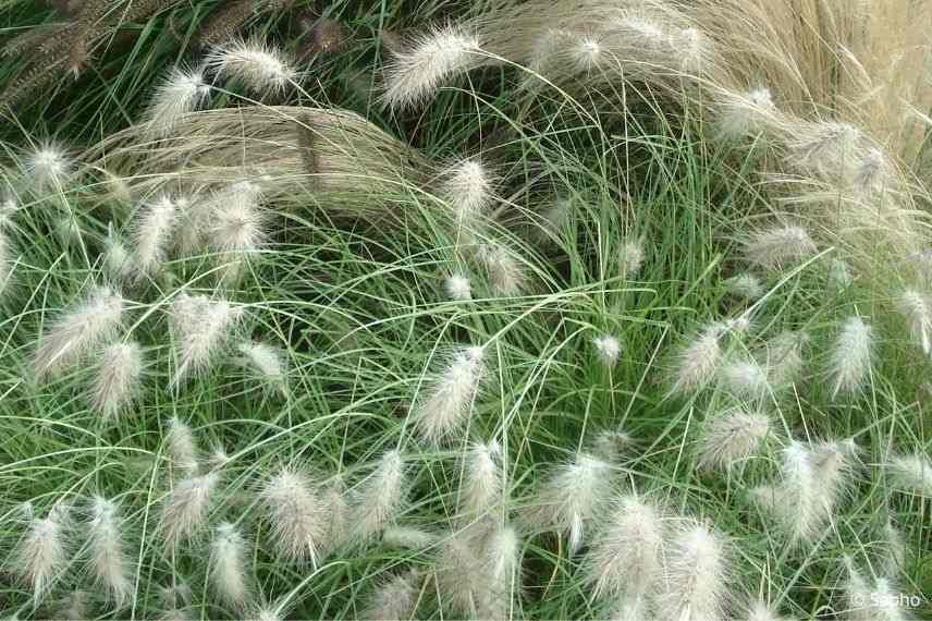 Herbe aux écouvillons inflorescence, plumeaux blancs, graminée épis plumeux