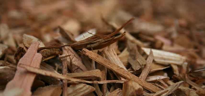 bois de chauffage, bois cheminée, quel bois choisir pour se chauffer, bois de chauffage lequel choisir