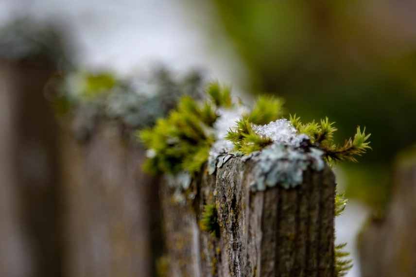 Comment faire pousser de la mousse sur des pierres, bois