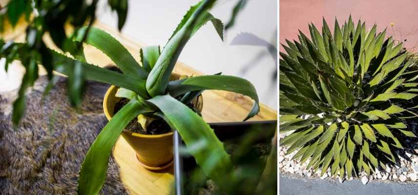 Agave en pot, Agave conteneur, Agave balcon, Agave terrasse