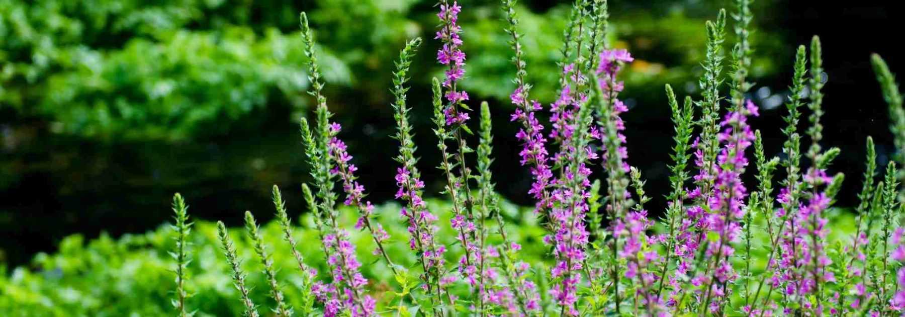 Planter en zone humide : un défi à relever