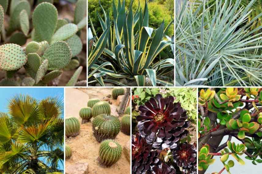 Jardin exotique sec, jardin exotique désertique, plantes exotiques pour terrain sec, plantes exotiques sec,