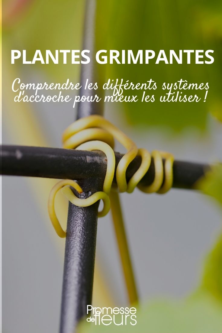 systèmes d'accroche des plantes grimpantes