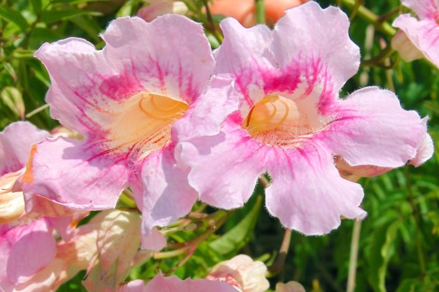 bignone rose pour bord de mer, bignone de Ricasoli, liane orchidée