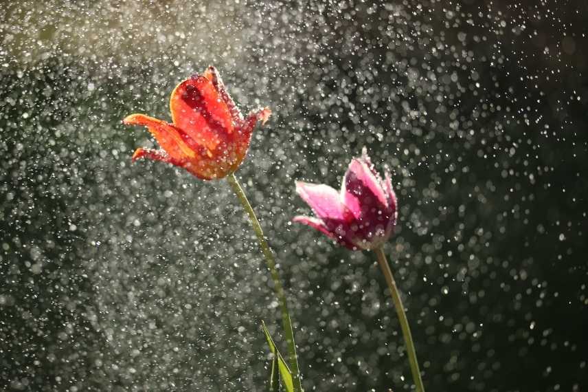 mesurer pluie au jardin