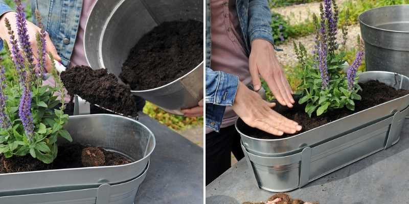 faire une jardinière, planter des bulbes de bégonias