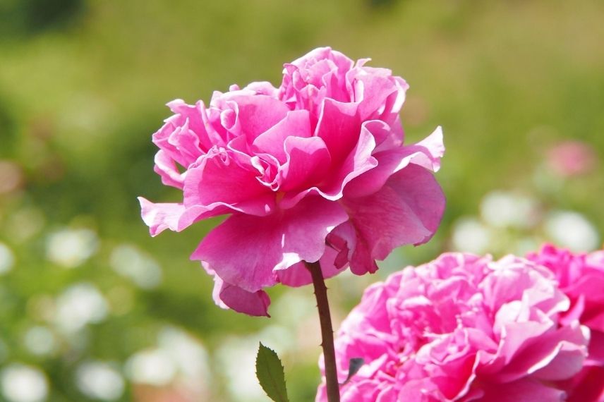 rosiers remontant Poulsen à grandes fleurs roses