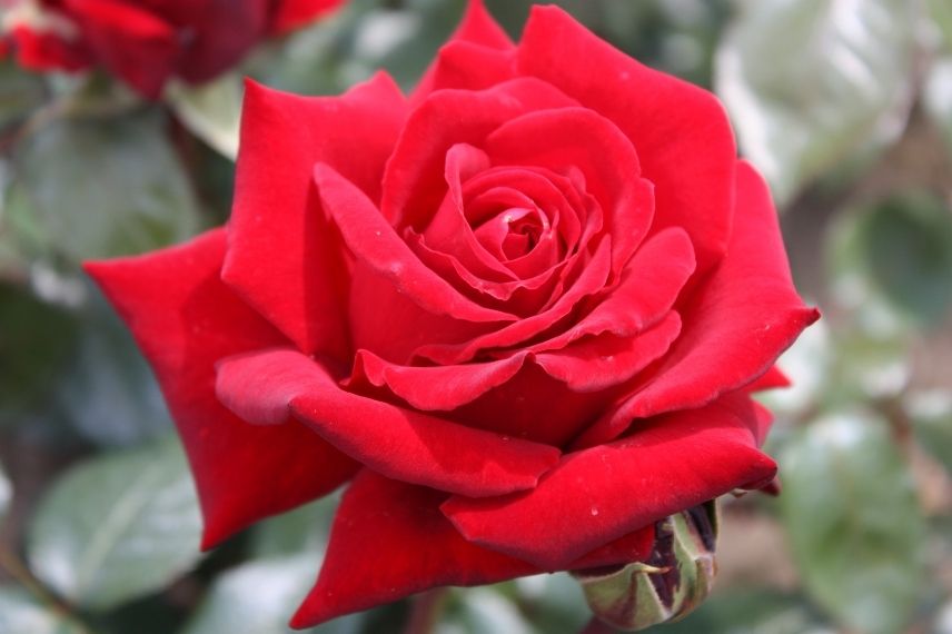 rosier Poulsen à grandes fleurs rouges