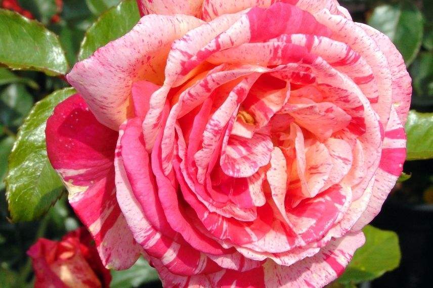 rosier panaché parfumé, grande rose panachée