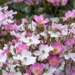 Les plus beaux rosiers à fleurs d'églantine