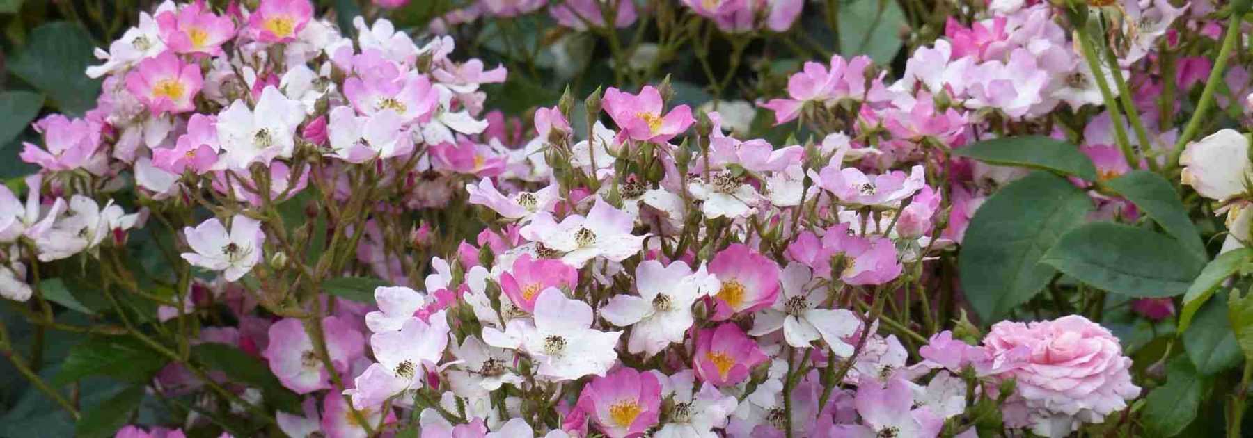 Les plus beaux rosiers à fleurs d'églantine