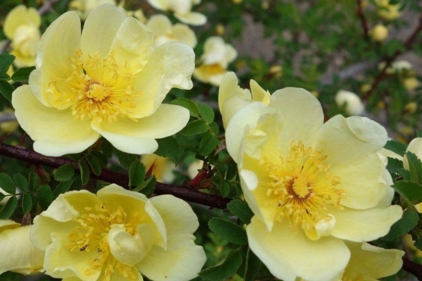 rosier à fleurs d'églantine jaunes