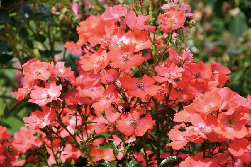 rosier Décorosiers à fleurs simples orange corail saumon