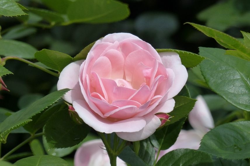 rosier Poulsen arbustif parfumé