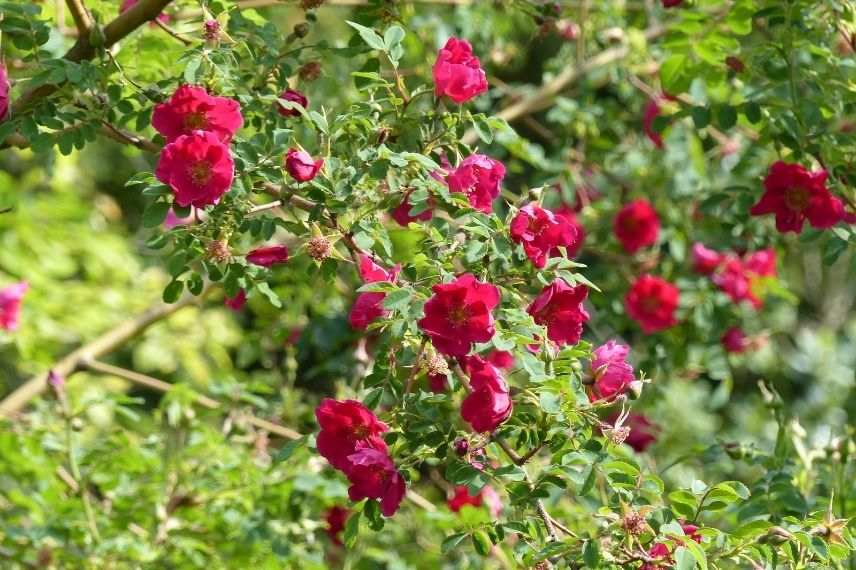 Rosier de Moyes à fleurs simples rouges