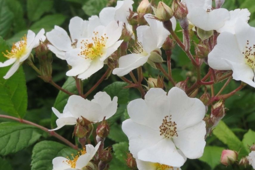 rosier grimpant à fleurs d'églantine blanches 