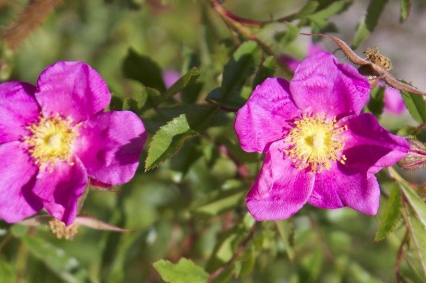 rosier couvre-sol à fleurs d'églantine, Rosa redutea, Rosa rubescens