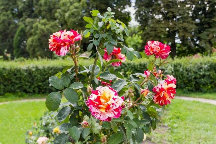 rosier panaché, belles variétés, sélection