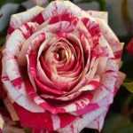 Les plus belles roses panachées