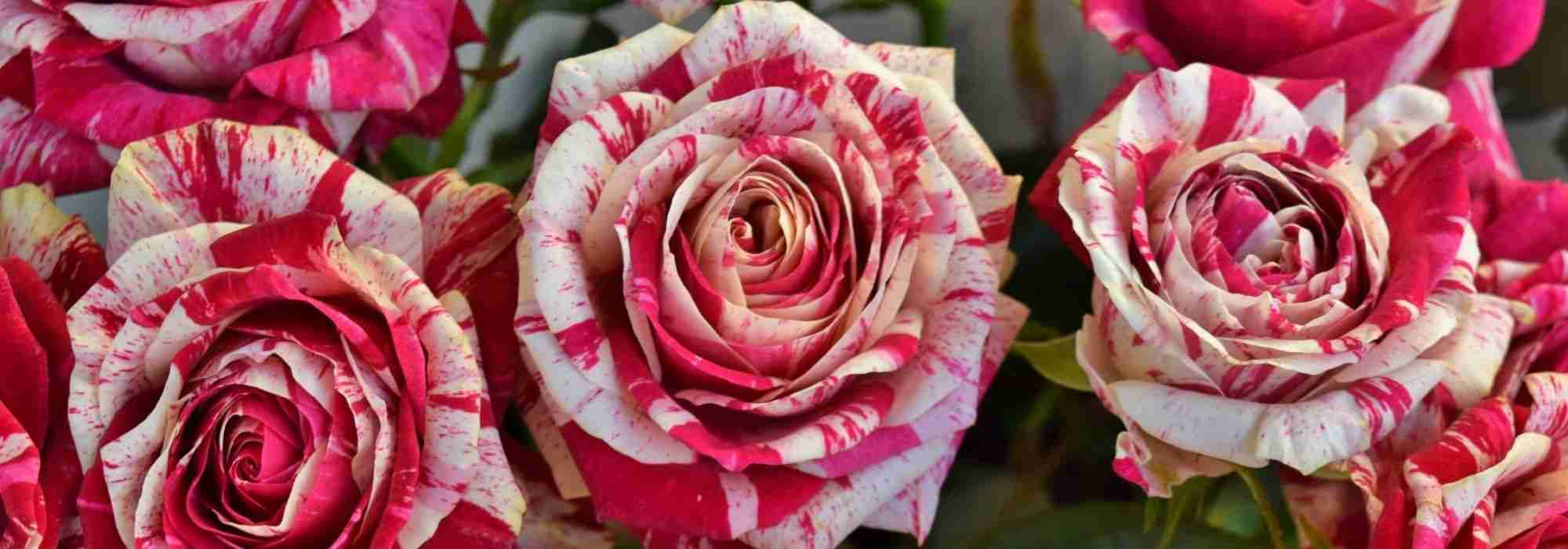 Les plus belles roses panachées