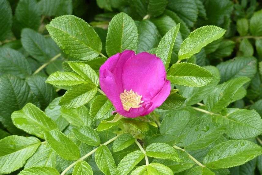 rosier rugueux, rosier du Japon, rosier à fleurs d'églantine roses