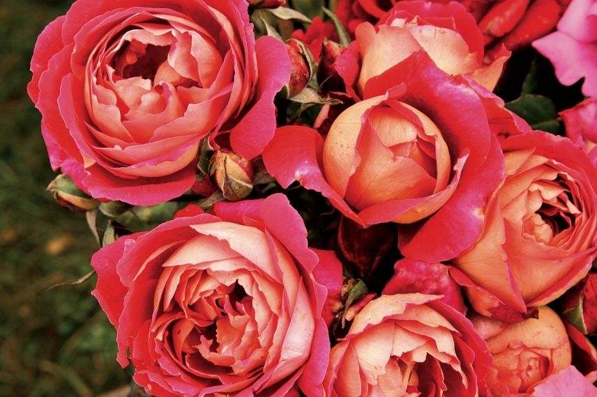 rosier Guillot à fleurs doubles parfumées